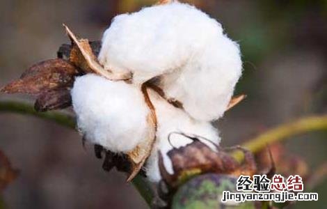 棉花种植技术 棉花种植技术视频