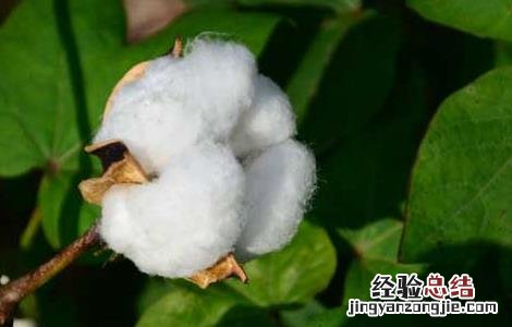 中国棉花产地分布 棉花的产地分布
