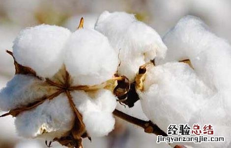 中国棉花产地分布 棉花的产地分布