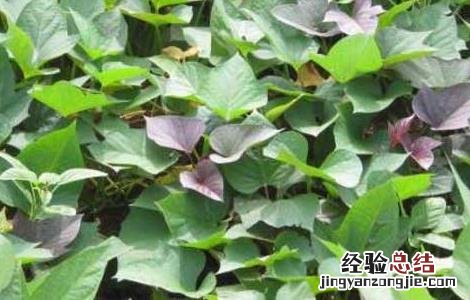紫薯的种植时间 紫薯的种植时间,什么时候栽苗