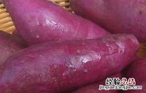紫薯的种植时间 紫薯的种植时间,什么时候栽苗