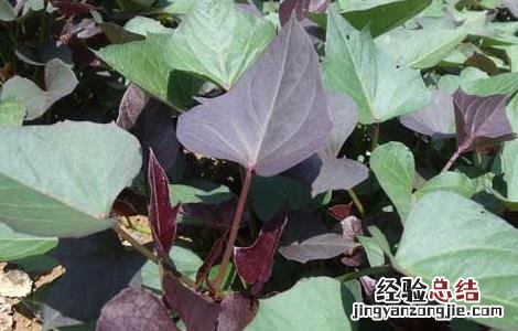 紫薯的种植时间 紫薯的种植时间,什么时候栽苗