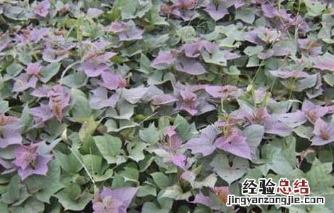 紫薯的种植时间 紫薯的种植时间,什么时候栽苗