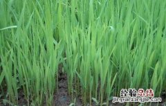 水稻育苗技术 水稻育苗技术要点