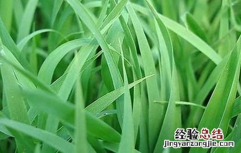 水稻育苗技术 水稻育苗技术要点