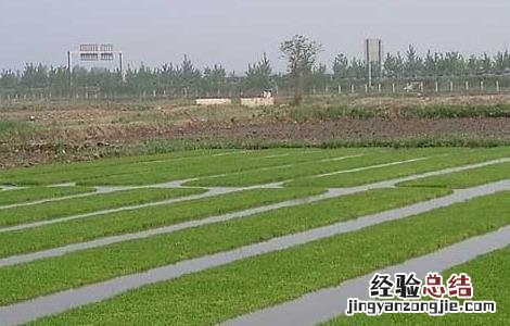 水稻育苗技术 水稻育苗技术要点