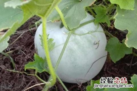 冬瓜酸的是怎么回事 冬瓜怎么会酸