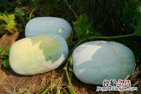 冬瓜酸的是怎么回事 冬瓜怎么会酸