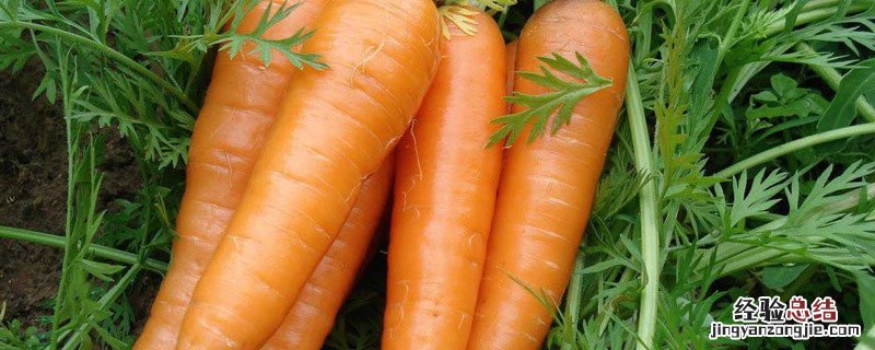 胡萝卜什么时候成熟 胡萝卜什么时候成熟什么意思