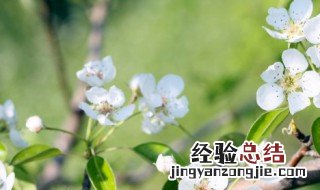 立春节气介绍 立春简介