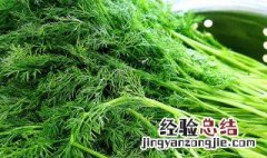 茴香怎么吃好吃? 茴香怎么吃好