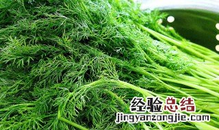 茴香怎么吃好吃? 茴香怎么吃好