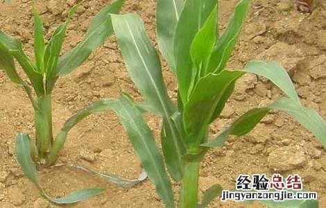 玉米粗缩病的症状及防治方法 玉米粗缩病症状和危害情况