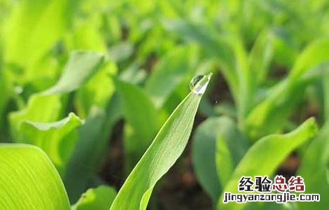 玉米苗后除草剂的种类及使用方法 玉米苗后除草剂的种类及使用方法视频