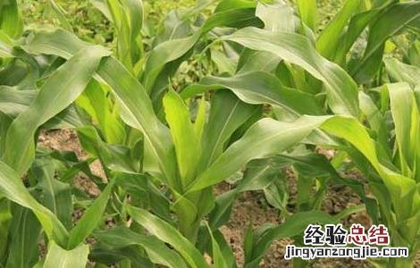 玉米苗后除草剂的种类及使用方法 玉米苗后除草剂的种类及使用方法视频