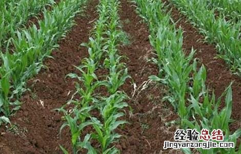 玉米育种技术员 玉米育种技术