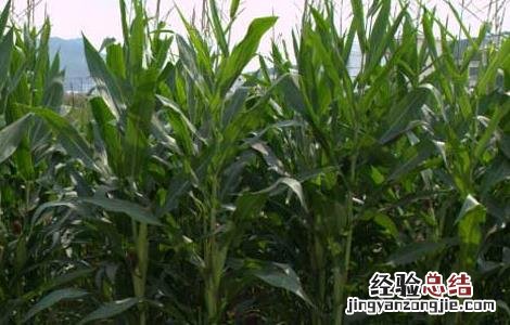 玉米育种技术员 玉米育种技术