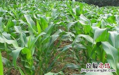 玉米育种技术员 玉米育种技术