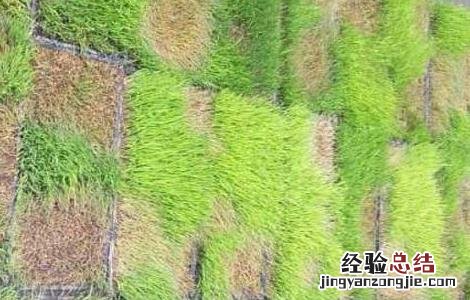 水稻立枯病的防治措施 水稻立枯病的防治技术