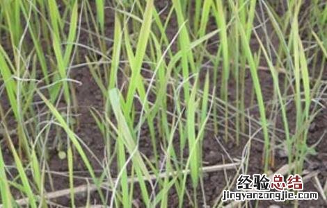 水稻立枯病的防治措施 水稻立枯病的防治技术