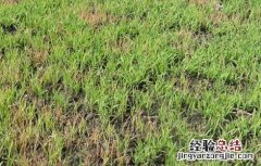 水稻立枯病的防治措施 水稻立枯病的防治技术