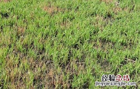 水稻立枯病的防治措施 水稻立枯病的防治技术