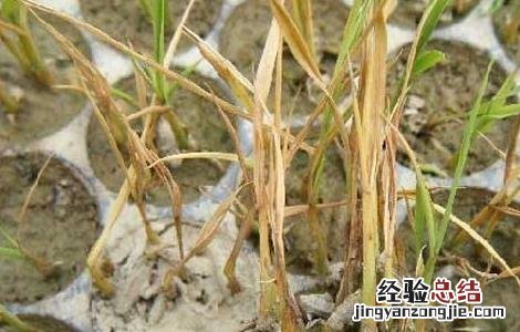 水稻立枯病的防治措施 水稻立枯病的防治技术