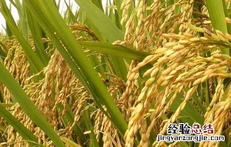 有机水稻种植技术 有机水稻种植技术与管理