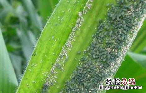 玉米蚜虫的发生与防治措施 玉米蚜虫防治技术