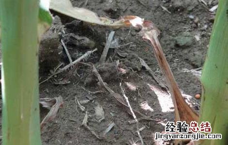 玉米蚜虫的发生与防治措施 玉米蚜虫防治技术