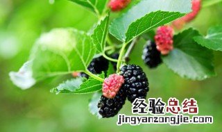 干桑葚怎么吃效果最好 干桑葚怎么吃最有效