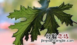 香叶的营养价值 香叶的好处