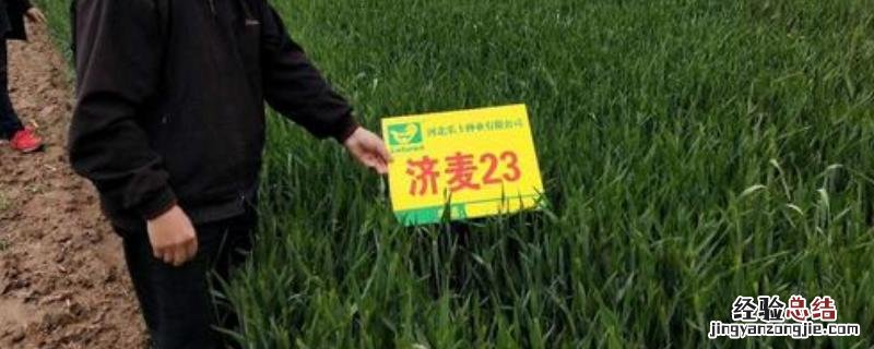 关于济麦23品种的相关资料,它有哪些优点