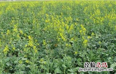 油菜直播全苗高产栽培技术 油菜直播高产栽培技术视频