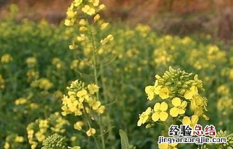 油菜直播全苗高产栽培技术 油菜直播高产栽培技术视频