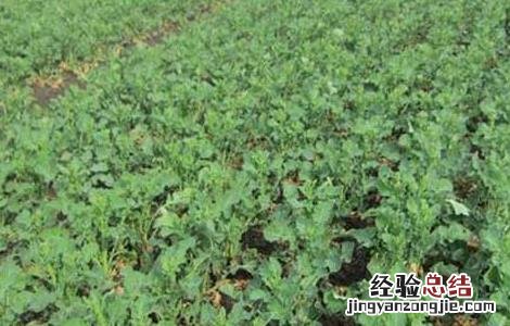 油菜直播全苗高产栽培技术 油菜直播高产栽培技术视频