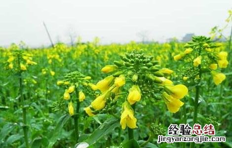 油菜直播全苗高产栽培技术 油菜直播高产栽培技术视频
