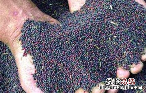 油菜籽的榨油过程图片 油菜籽的榨油过程