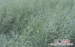油菜籽的榨油过程图片 油菜籽的榨油过程