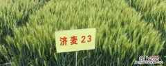 济麦23有什么特点，济麦23和济麦22有什么区别