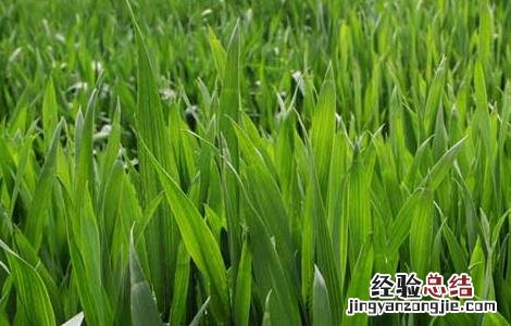 我国春小麦和冬小麦的区别 冬小麦 春小麦区别