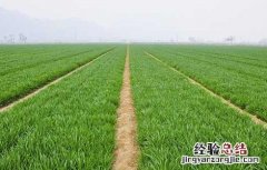 我国春小麦和冬小麦的区别 冬小麦 春小麦区别