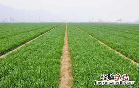 我国春小麦和冬小麦的区别 冬小麦 春小麦区别
