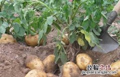 马铃薯种植技术及施肥 马铃薯种植施肥技术