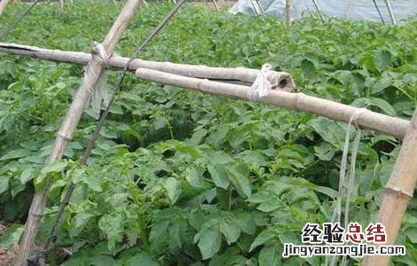 马铃薯种植技术及施肥 马铃薯种植施肥技术