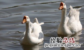 鲍汁鹅掌的做法 鲍汁鹅掌的做法好还是玻璃脆皮双乳鸽好吃