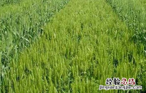 小麦赤霉病的防治措施 小麦赤霉病防控措施?