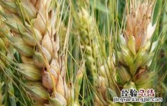 小麦赤霉病的防治措施 小麦赤霉病防控措施?
