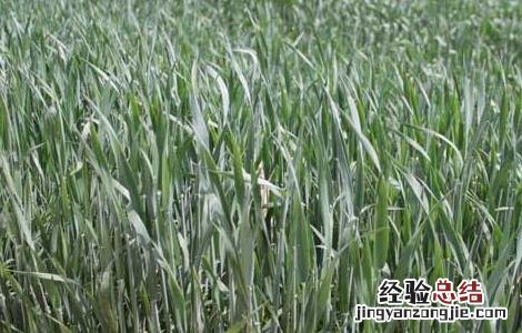 小麦赤霉病的防治措施 小麦赤霉病防控措施?