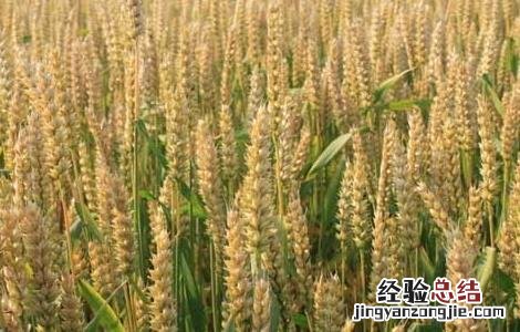 小麦赤霉病的防治措施 小麦赤霉病防控措施?